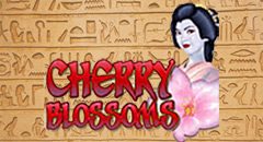 Cherry Blossoms